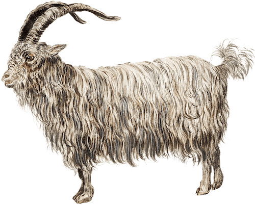 Scottish goat drawing