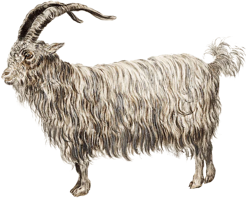 Scottish goat drawing